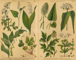 Schuhmacher, H.: Frühlingsblumen - Bilderatlas mit Text.. Ravensburg, é.n., Otto Maier. Német nyelve...