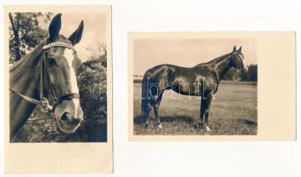 LÓ - 3 db régi és egy modern képeslap / HORSE - 3 pre-1945 and 1 modern postcards
