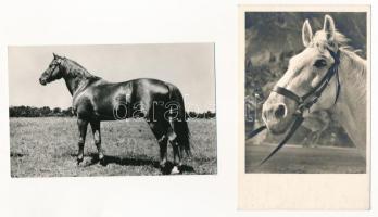 LÓ - 3 db régi és egy modern képeslap / HORSE - 3 pre-1945 and 1 modern postcards