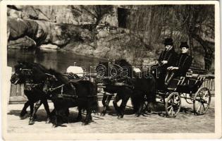 Budapest XIV. Városliget, Székesfővárosi állat- és növénykert, Zoo Budapest, ötös pony fogat. Hölzel Gyula felvétele