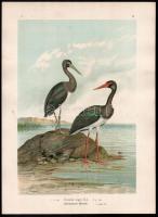 1905 Cinonia nigra (fekete gólya), kromolitográfia, papír, In: Naumann: Naturgeschichte der Vögel Mitteleuropas (1905), kis folttal, 39x29 cm