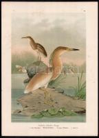 1905 Ardeola ralloides (üstökösgém), kromolitográfia, papír, In: Naumann: Naturgeschichte der Vögel Mitteleuropas (1905), egészen kis foltokkal, 39x29 cm