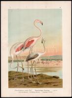 1905 Phoenicopterus roseus Pall (rózsás flamingó), kromolitográfia, papír, In: Naumann: Naturgeschichte der Vögel Mitteleuropas (1905), egészen kis foltokkal, 29x39 cm