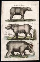 1657 Der Tapir oder Anta/Hippopotamus wie ihn Aristotles u. Plinius beschreiben/Hippopatamus Flusspferd, A tapír és a víziló, színezett, papír, restaurált, In: John Johnston: Historiae Naturalis (Frankfurt, 1657,Merian, Mättheus), foltokkal, 31x20 cm.   Érdekessége, hogy e sosem látott állatok ábrázolása szóbeli elbeszélés alapján készültek, ami hihetetlen és nem egyszer bizarr ábrázolásokat eredményeztek. Ritka!
