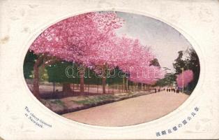 The cherry-blossom Nara-park (Emb)