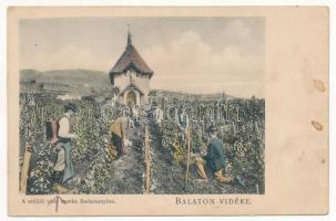 Badacsony, A szőlőt védő munka, permetezés a szőlőhegyen. Balaton Vidéke. D.K.F.E. 891. (fa)
