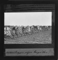 cca 1915 Répakapáló asszonyok Mezőhegyesen, üvegnegatív feliratozva, 8,5×8,5 cm