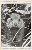 1938 Természettudományi Közlöny. 1938. 70. kötet. Szerk:: Gombocz Endre, és Szabó-Patay József, Zimm...