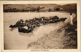 Nagyszeben, Hermannstadt, Sibiu; Büffelherde im Wasser / bivalyúsztatás a vízben, erdélyi folklór. Verlag Emil Fischer Hofphotograph. Druck v. Jos. Drotleff / Transylvanian folklore, buffalo (EK)