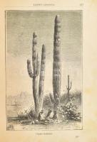 Az új világ. Kalandozások Amerika művelt és vad vidékein. Utirajzok és életképek kiváló utazók leírá...