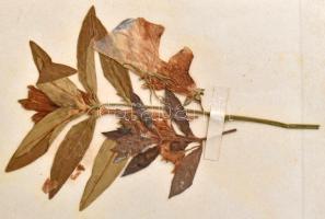 cca 1900 Selecta ex Coemeterio S. Callisti in Via Appia. A római katakombákat bemutató album, fekete...