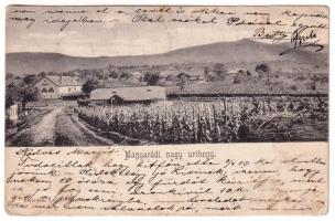 Magyarád, Magyarát, Maderat; Nagy Úrihegy, szőlő. Stein Zsigmond kiadása / mountain vineyards (kopott sarkak / worn corners)