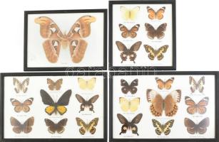 Pillangó gyűjtemény rámában, 24x22-24x36 cm