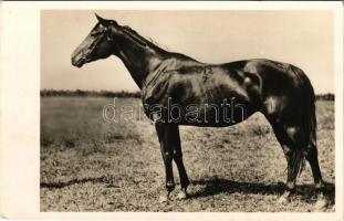 Kisbér, M. kir. állami ménes, 51 Maxim II. 100 Rocketter - 15 Bíró félvér anyakanca. Foto Waltner Berta (fl)