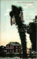 1907 California, Yucca Palm in California (EB)