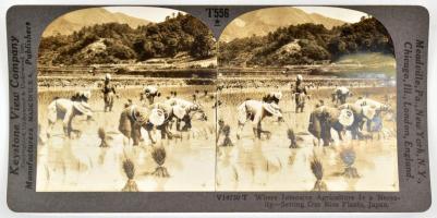 cca 1910 Where Intensive Agriculture is a Necessity-Setting Out Rice Plants, Japan, sztereófotó, Keystone View Co. [USA], 18x8,5 cm