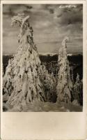 1936 Lupény, Lupeni; Strázsai fenyők télen / pine trees of Straja in winter. photo (EK)