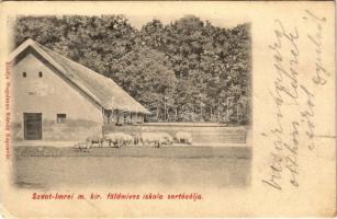1908 Somogyszentimre, Szent-Imre (Kaposvár, Kadarkút mellett, ma már kihalt település); M. kir. földmíves iskola sertésólja. Hagelman Károly kiadása (EB)