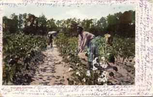 Picking cotton (Rb)