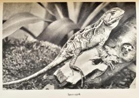 Molnár Gábor: Négyen a vadonban. Brazíliai vadászkalandok.; Barátom, a vadon. Brazíliai vadászkaland...