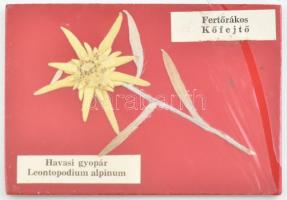 Havasi gyopár (Edelweiss) a fertőrákosi kőfejtőből, szárítva, falemezre préselve, 12x8,5 cm