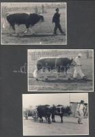 6db fotó az 1954-es Mezőgazdasági kiállításról