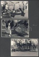 6db fotó az 1954-es Mezőgazdasági kiállításról