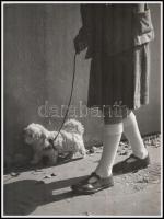 1935 Osoha László (1899-1970) budapesti fotóművész hagyatékából jelzés nélküli, vintage fotóművészeti alkotás (kutya sétáltatás), ezüst zselatinos fotópapíron, 40x30 cm
