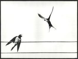 cca 1975 Gebhardt György (1910-1993) budapesti fotóművész hagyatékából, a szerző által feliratozott vintage fotóművészeti alkotás (Idill), ezüst zselatinos fotópapíron, 30x40 cm