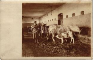 1916 Üzbég, Izbék, Zbehy (Nyitra, Nitra); istálló tehenekkel / stable with cattle. photo (EK)