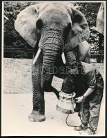 cca 1975 Körömcipő az elefántnak, 1 db vintage fotó, ezüst zselatinos fotópapíron, a néhai Lapkiadó Vállalat központi fotólaborjának archívumából, 23,8x18 cm