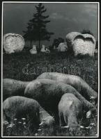 cca 1977 Balatonudvari, Blinczinger Béla: ,,Hol sírjaink domborulnak ..., című, pecséttel jelzett, vintage fotóművészeti alkotása, ezüst zselatinos fotópapíron, 23,8x18 cm