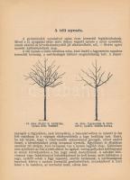 Horn János: Gyümölcsfák nyesése.; Törpegyümöcsfák és alakfák. Növényvédelem és Kertészet Könyvtára. ...