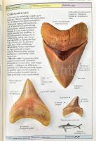 Cyril Walker - David Ward: Ősmaradványok. Határozó Kézikönyvek. Colin Keates. Bp.,1995., Panem - Gra...