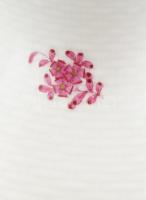 Herendi nagy méretű pur-pur Apponyi mintás, háncs nyomott váza, kopásokkal, jelzett. m: 23cm