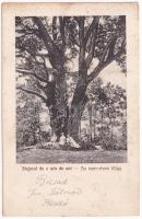 1928 Bikszád-gyógyfürdő, Baile Bixad; Stejarul de o mie de ani / Az ezer éves tölgy. Jónás Ármin kiadása / 1000 year old oak tree (EK)