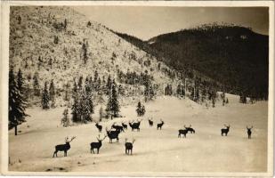 Tátra, Magas-Tátra, Vysoké Tatry; A szarvasok királyai / Králi jelenov / Königshirsche / deers