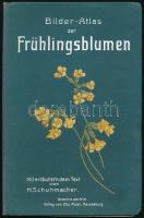 cca 1910-1930 Bilder-Atlas der Frühlingsblumen (Tavaszi virágok képes atlasza). 40 képtáblából álló, színes, litografált leporelló, német nyelven (sok virág magyar neve ceruzával beírva). Ravensburg, Verlag von Otto Maler. Kiadói félvászon-kötésben, jó állapotban.