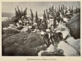 [Chun, Karl (1852-1914)] Chun Károly: Mélytengerek világa. Ford.: Dr. Szilárdy Zoltán. Magyar Földra...