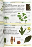 Lesley Bremness: Fűszer- és gyógynövények. Képes ismertető a világ több mint 700 fűszer- és gyógynöv...