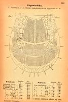 Vigand Rezső, Kerekes Andor: Budapest utmutatója. Vezető a magyar székesfőváros területén és környék...