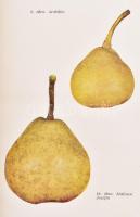 Mohácsy Mátyás - Porpáczy Aladár: A körte termesztése és nemesítése. Függelékben: A birs termesztése...