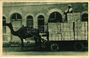 India, Serie V. Istantanee, Camello aggiogato al carro / India, igás teve kőszállító kocsival / camel cart