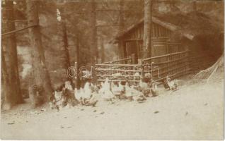 1917 A menázsihoz szükséges hús biztosítása a fronton, tyúkok / WWI Austro-Hungarian K.u.K. military, chickens, food supply on the front. photo + K.u.K. Infanterieregiment v. Hindenburg Nr. 69. Reserve Baon