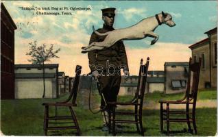 Fort Oglethorpe, US Army Post near Chattanooga Tennessee, Tampa a trick dog (EK)