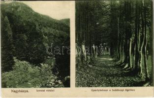 1914 Nagybánya, Baia Mare; Izvorai részlet, Gyertyánfasor a Széchenyi ligetben. Kovács Gyula kiadása / forest (EK)