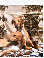 Serge Simon - Dominique Simon: A kutyák világa. Bp. 1990., Alexandra. Kiadói kartonált papírkötés