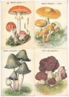 GOMBÁK - 13 db modern lengyel képeslap / MUSHROOMS - 13 modern Polish postcards