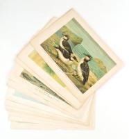 24 db nagy méretű madarakat ábrázoló kromolitográfia, kromolitográfia, papír, In: Naumann: Naturgeschichte der Vögel Mitteleuropas (1905), 29x39 cm Szép állapotban