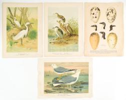 24 db nagy méretű madarakat ábrázoló kromolitográfia, kromolitográfia, papír, In: Naumann: Naturgesc...